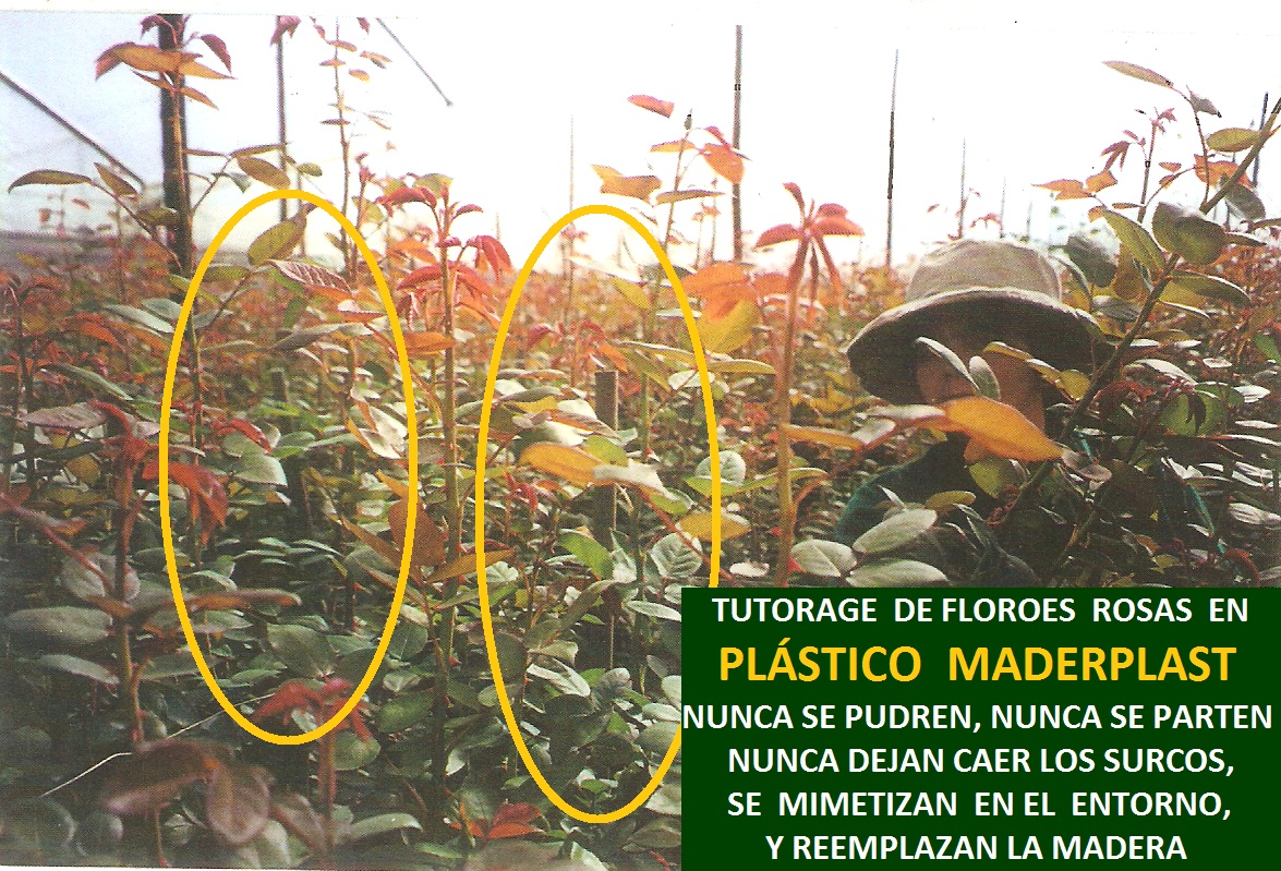 rosas con tutores para sostener la flor tutorar el cultivo de flores con postes varas repisas de madera plástica mayas y escalerillas para sostener el follaje en maderas plásticas tutores 0015 rosas con tutores para sostener la flor tutorar el cultivo de flores con postes varas repisas de madera plástica mayas y escalerillas para sostener el follaje en maderas plásticas tutores 0015
